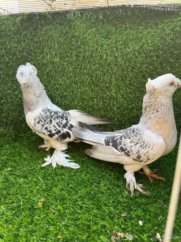 زوج تركي دبل كرست 11