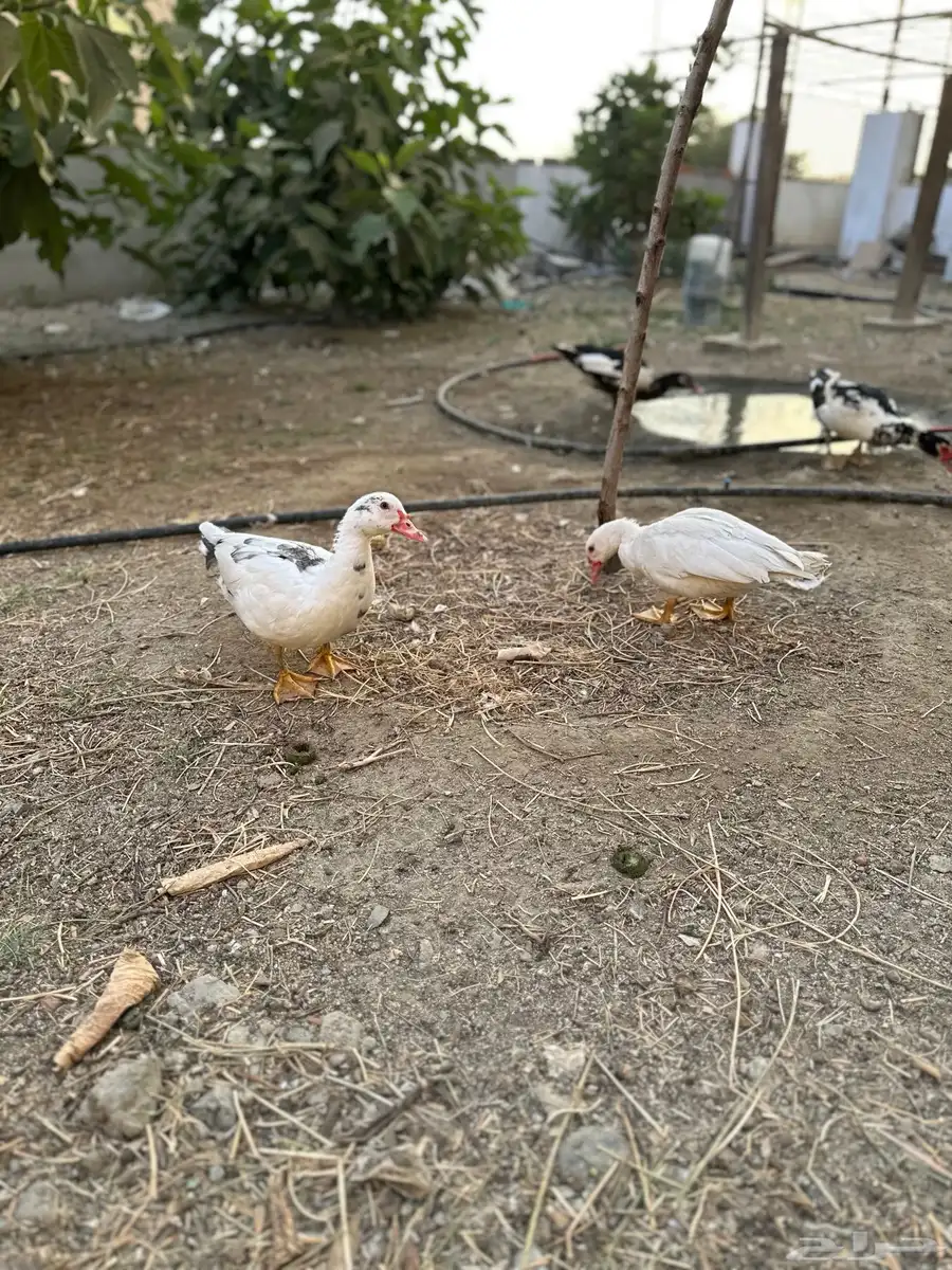 فروخ بط بلدي 2