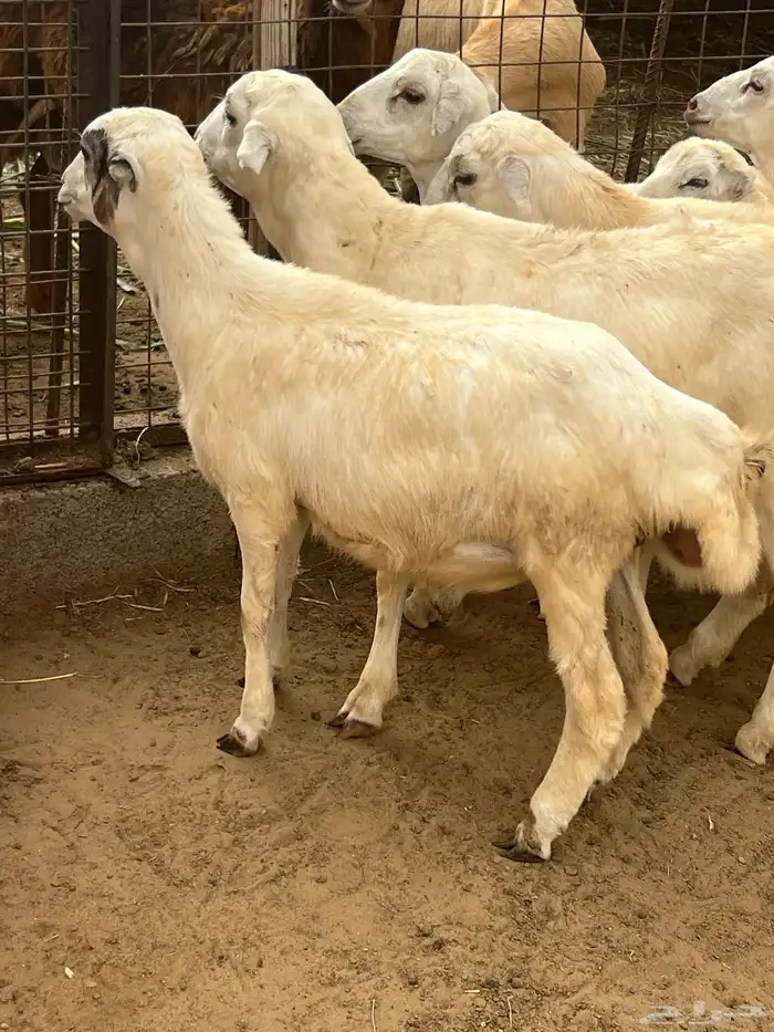كباشة تربية للبيع 1