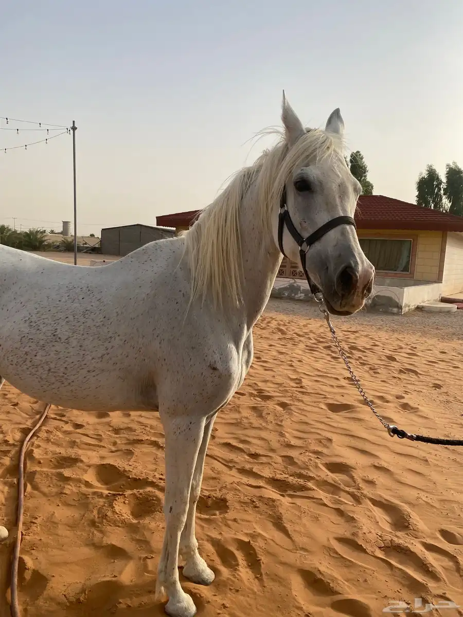 فرس صفراء واهو طيبه جدا  والبيع سمح إن شاءالله 2