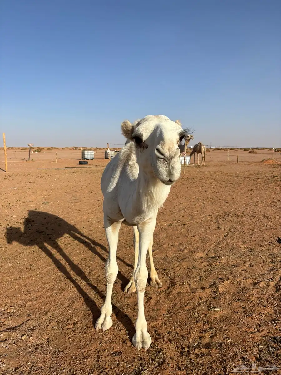 قعود طيب 2