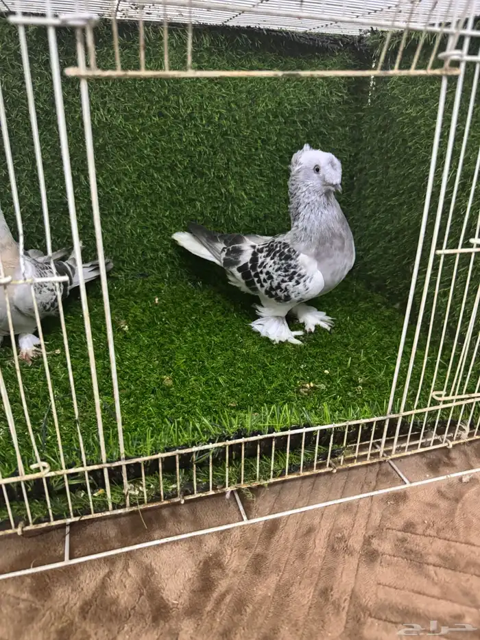 زوج تركي دبل كرست 12