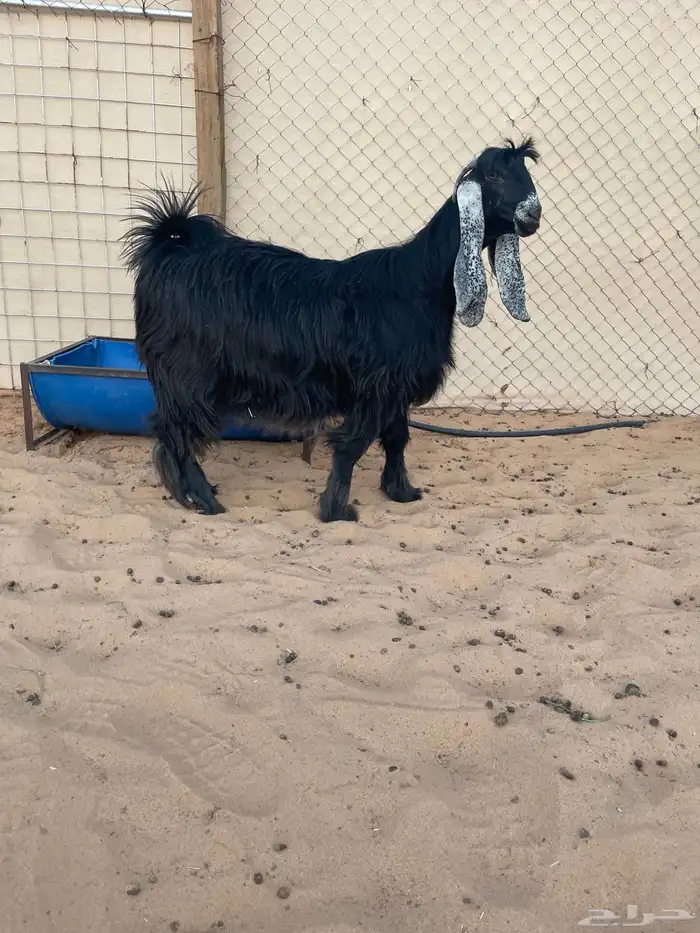 عرض بيع ثنوات عوارض صنف 4