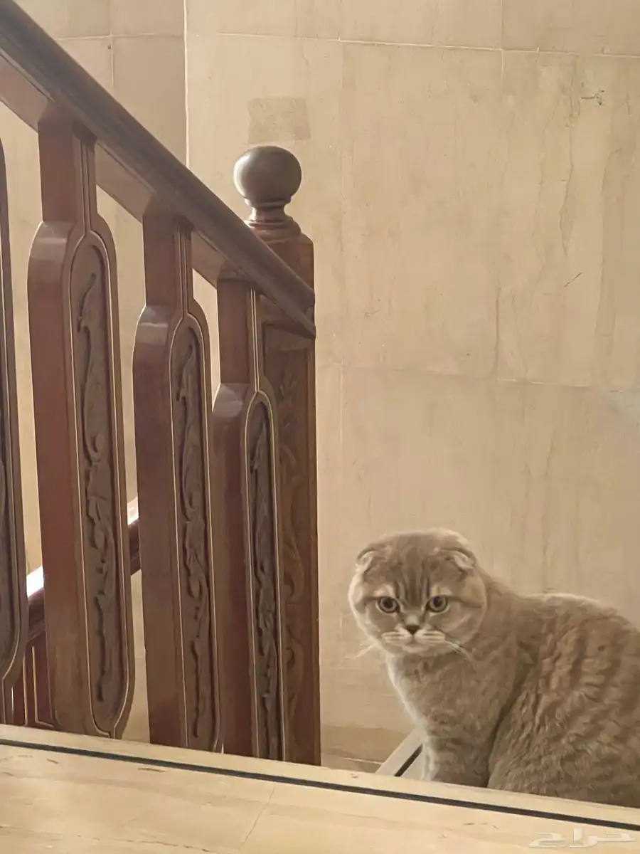 تزواج سكوتش فولد 2