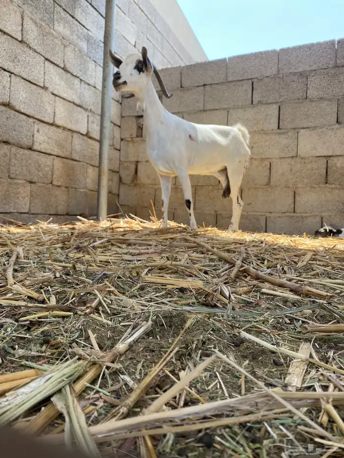 شاه بيشيه صنف 1