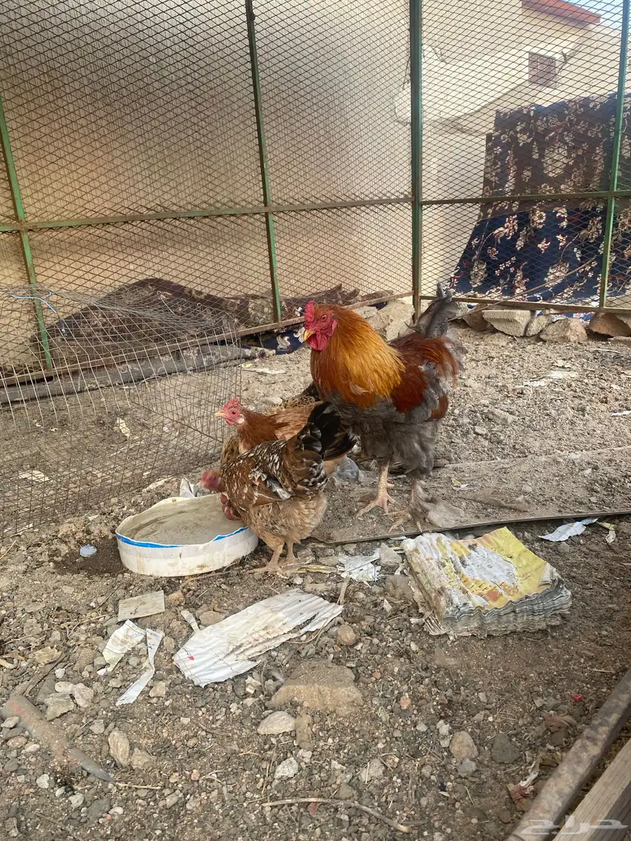 دجاج بلدي 5