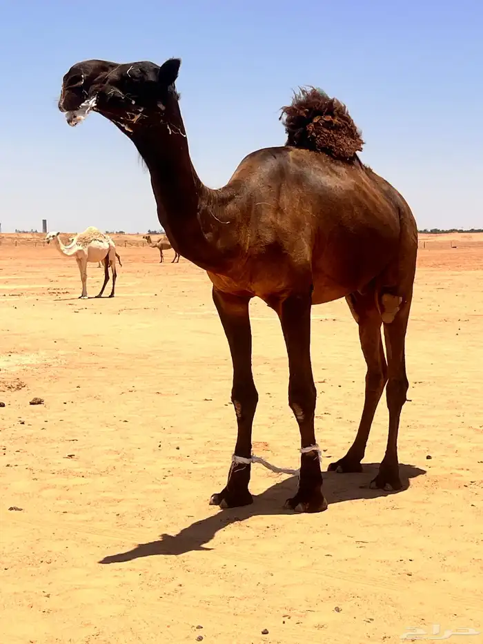 القصيم غرب بريده 2