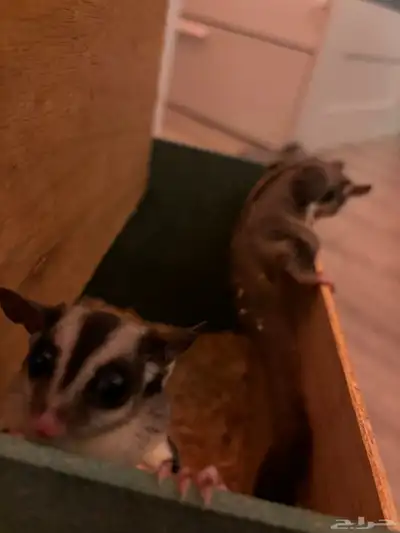 شوقر قلايدر sugar glider 3
