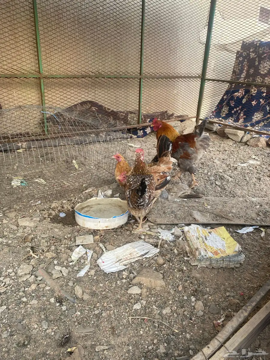 دجاج بلدي 3