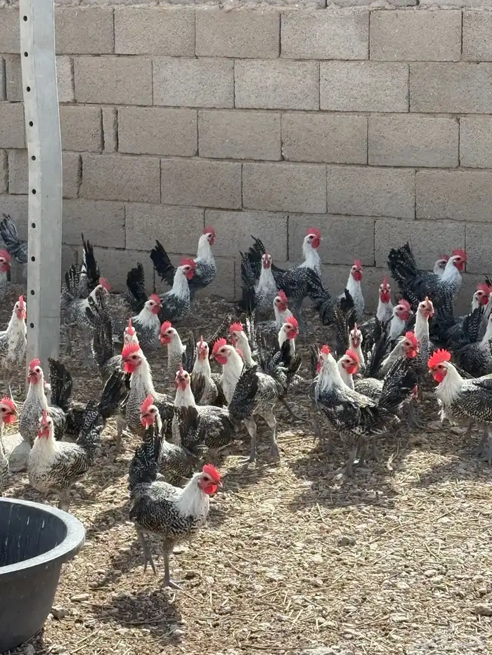 ديوك طيبه للبيع 350 حبه 3