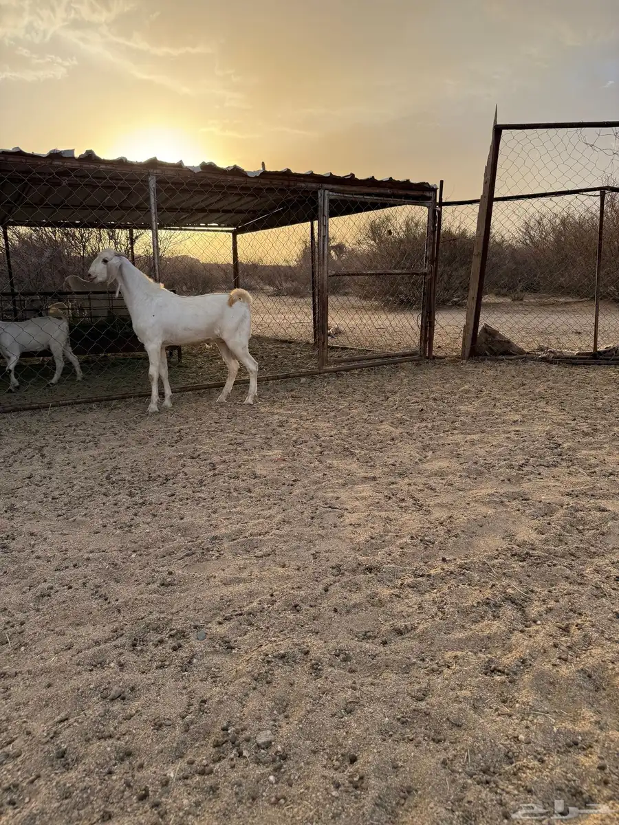 تيس بيشي مشروع فحل 0