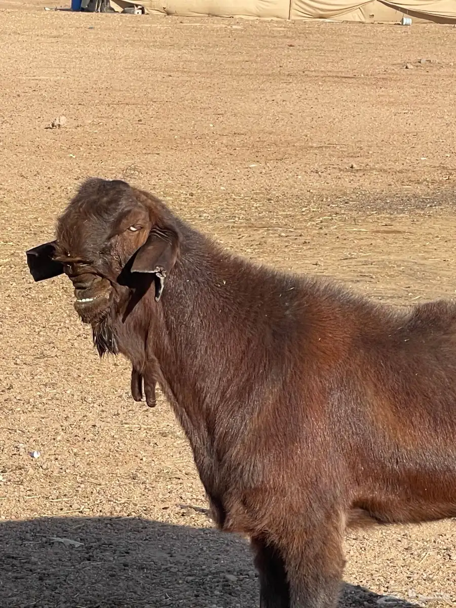 تيس شامي صنف 0