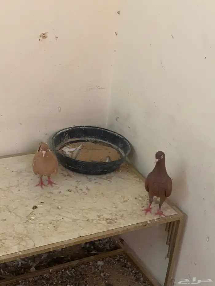 جوز زاجل 3