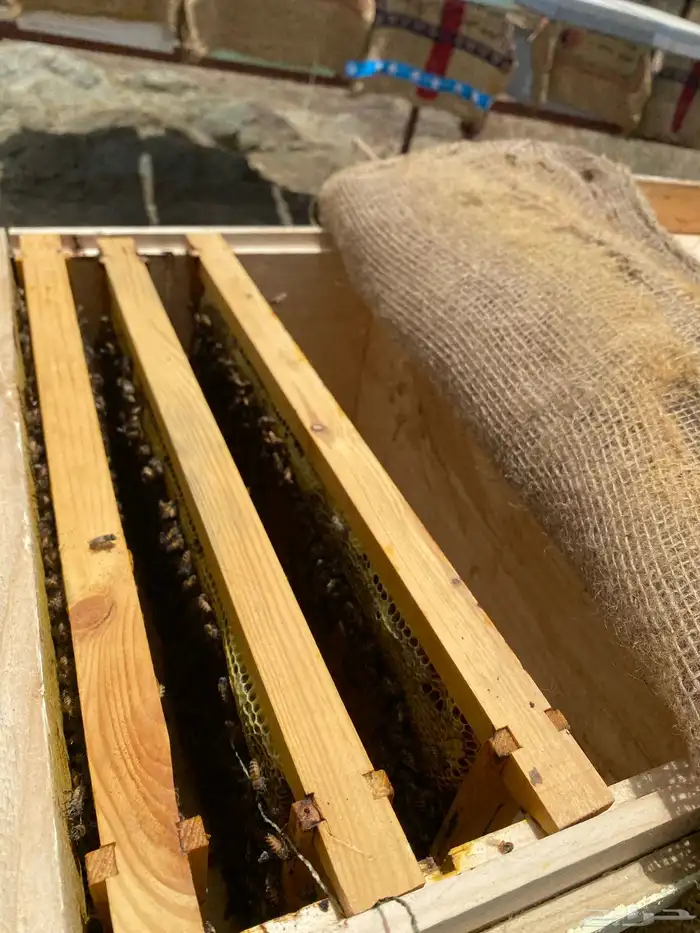 عسل طبيعي بلدي ( سمره   طلح   سدر ) 1