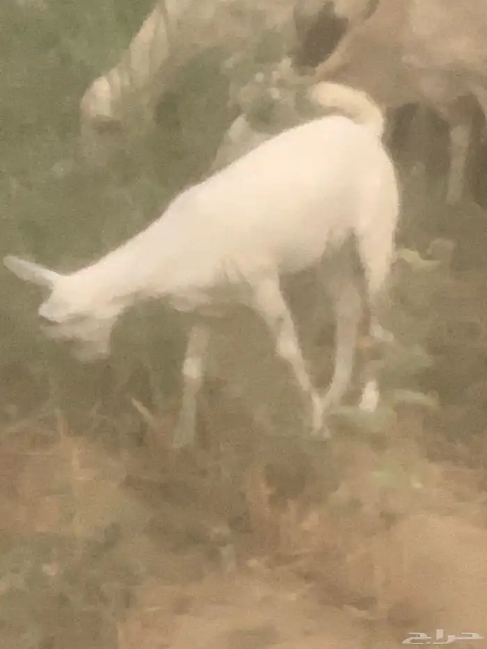 عنز تبعها جفره عمرها 3 اشهر واكثر 3