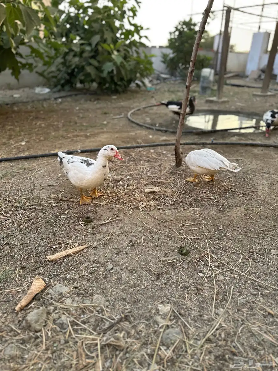 فروخ بط بلدي 3