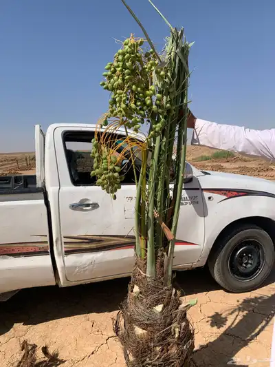 شبيبي حلوه خنيزي 1