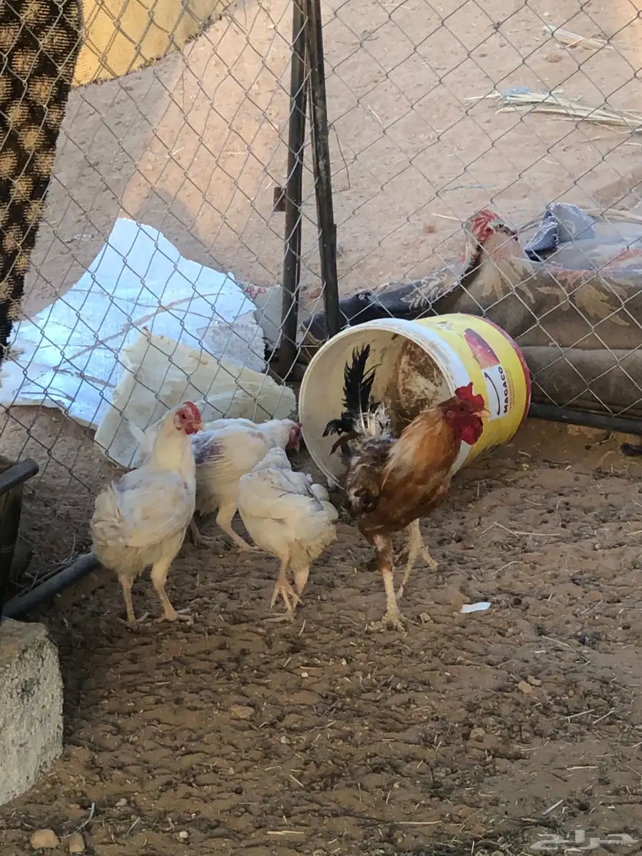 دجاج بلدي 1