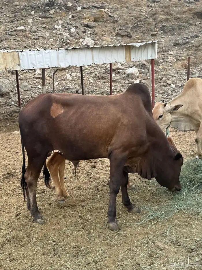 قعود وحسيل للبيع 2