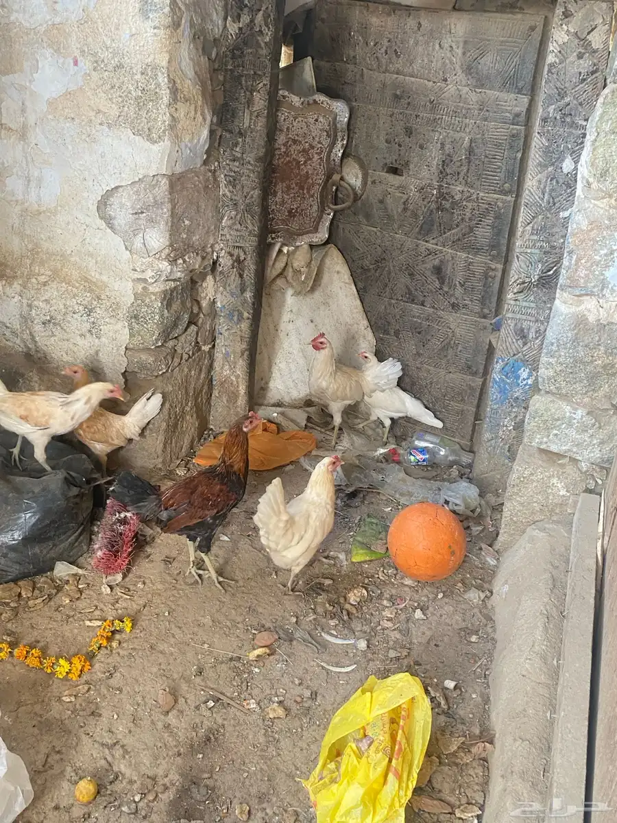 دجاج بلدي 4