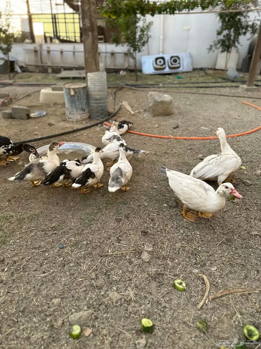فروخ بط بلدي 1