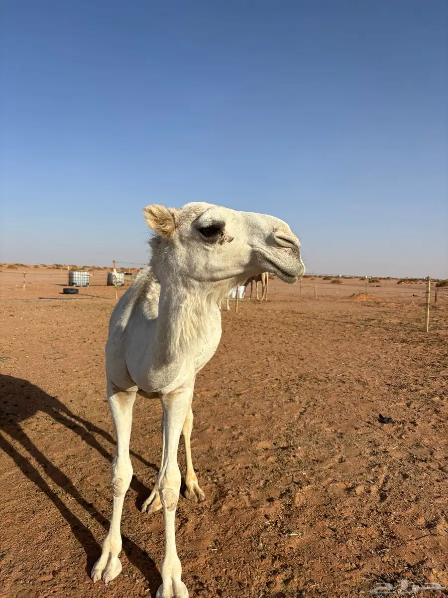 قعود طيب 1