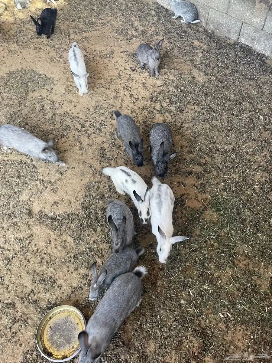 40 ارنب منتج 0