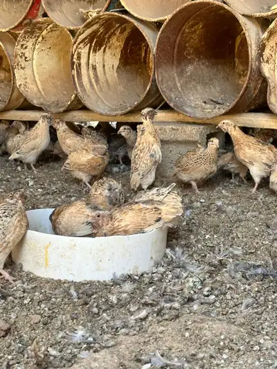 بيض مخصب سمان 1