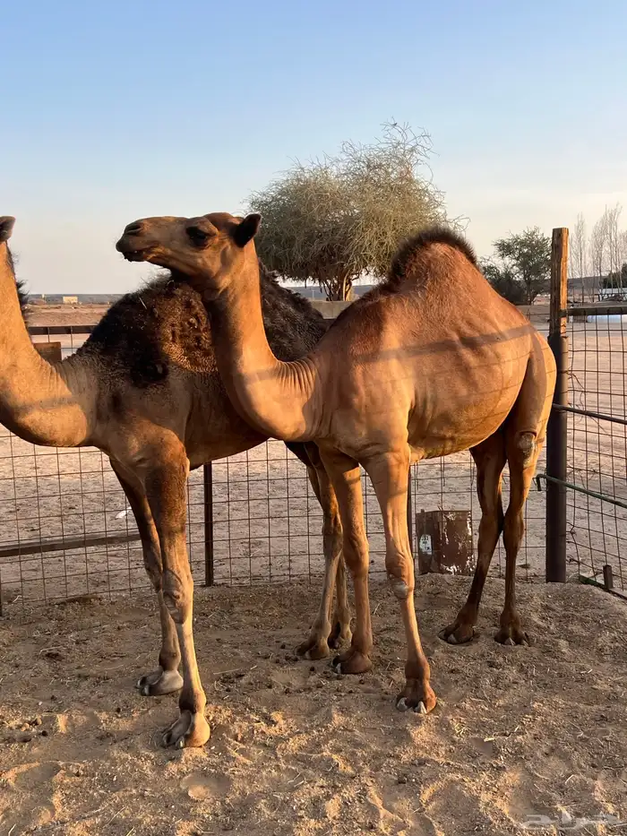 قعدان بلدي سواحل فل شحم 2