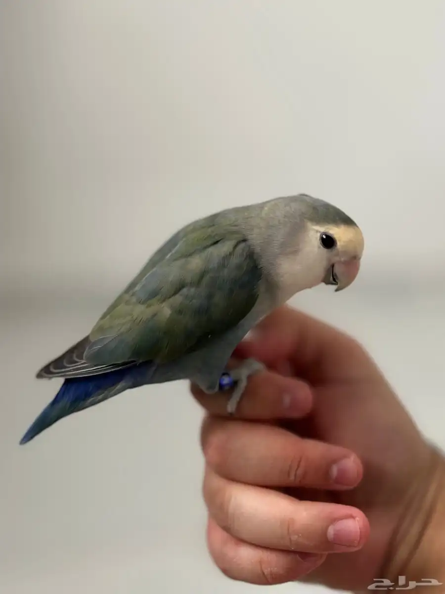 روز 0