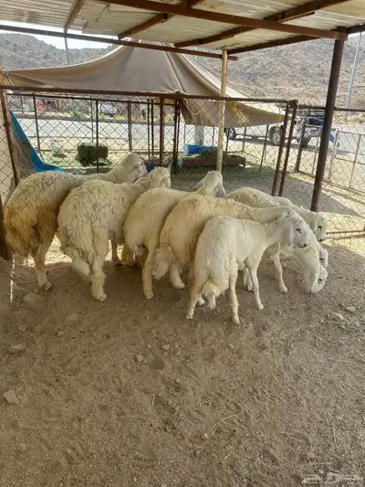 ذبائح مناسبات وثلاجه 1