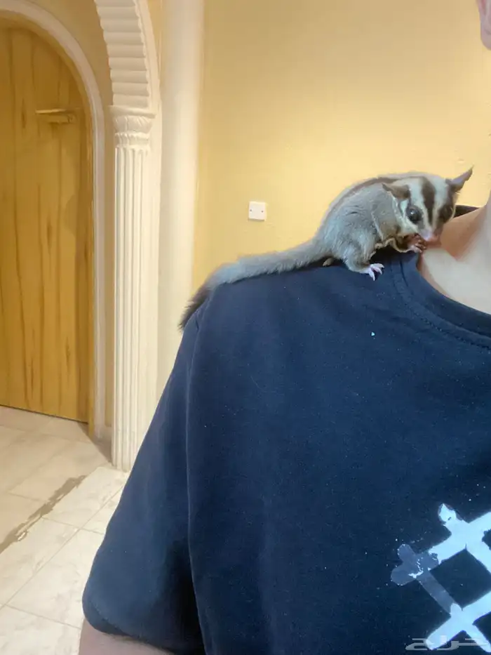 السناجب الطائر اليف 2