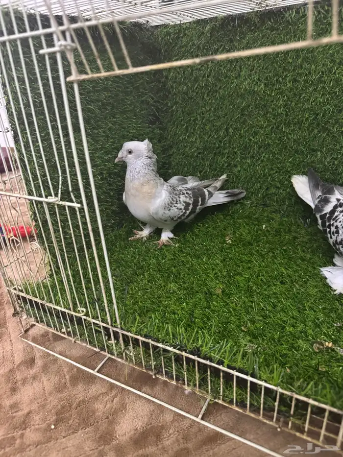 زوج تركي دبل كرست 13