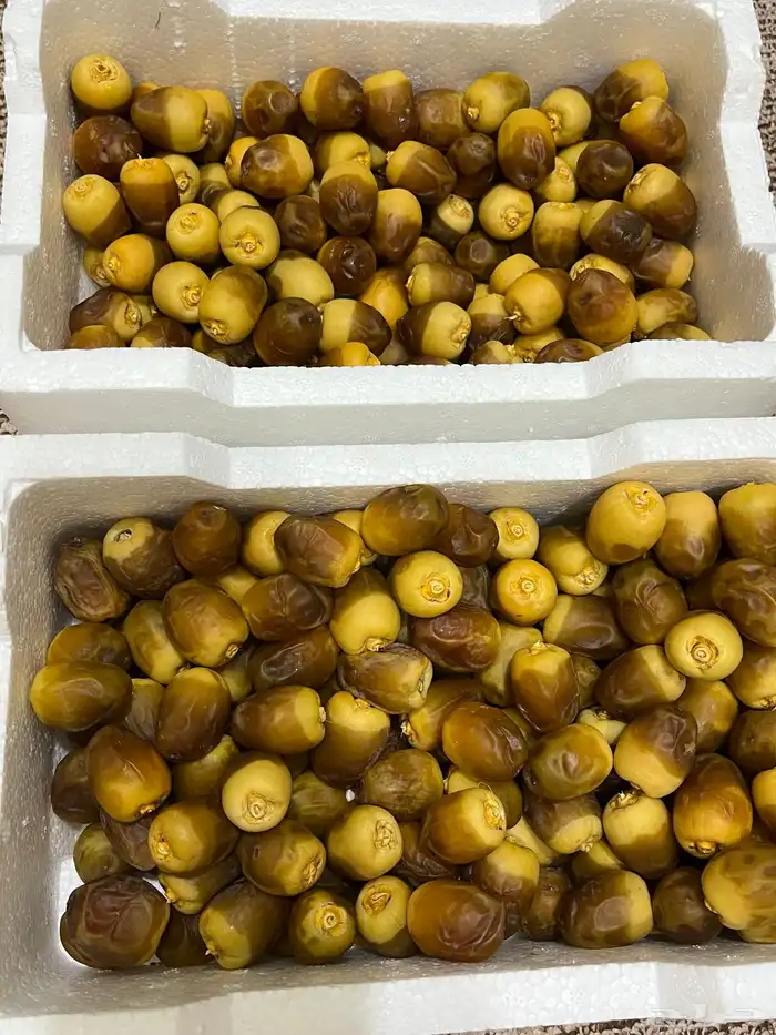 تمر رطب من 10 جملة روثانة 0