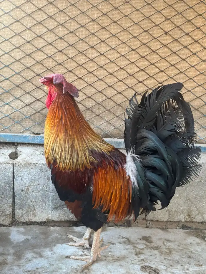 ديك فري انتاج تحضين جرم كبير 4