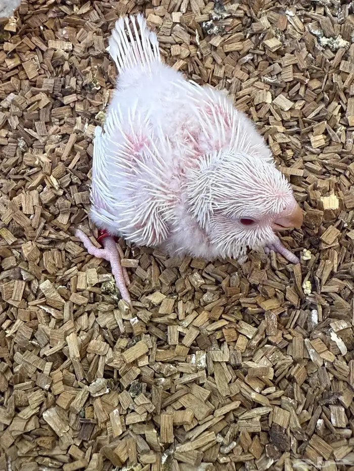 فرخ كويكر غر (( تم البيع بل حد المطلوب )) 1