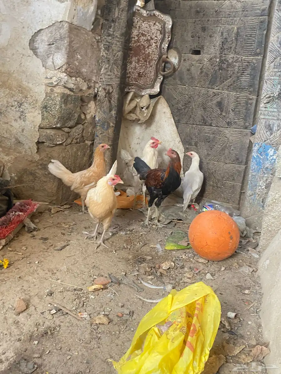 دجاج بلدي 2