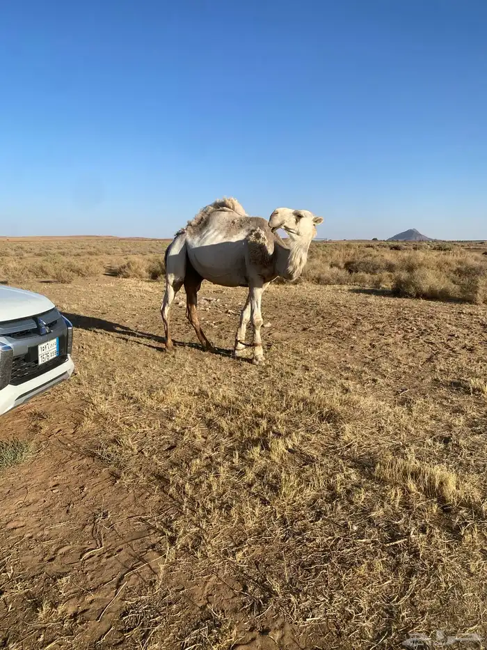 للبيع جمل اوضح 2