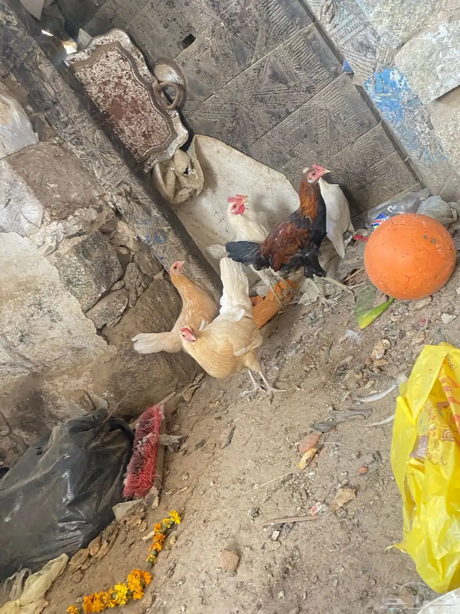 دجاج بلدي 1