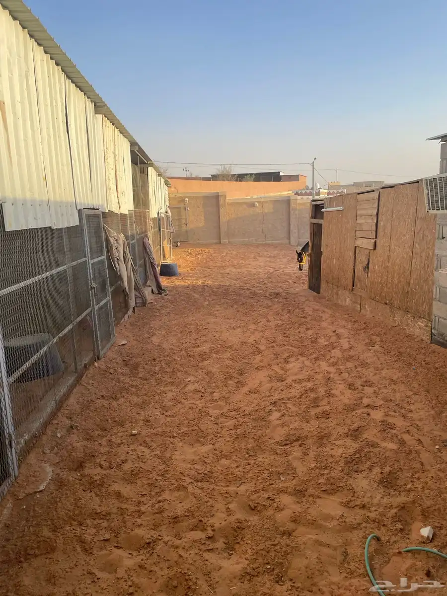 شبك 3