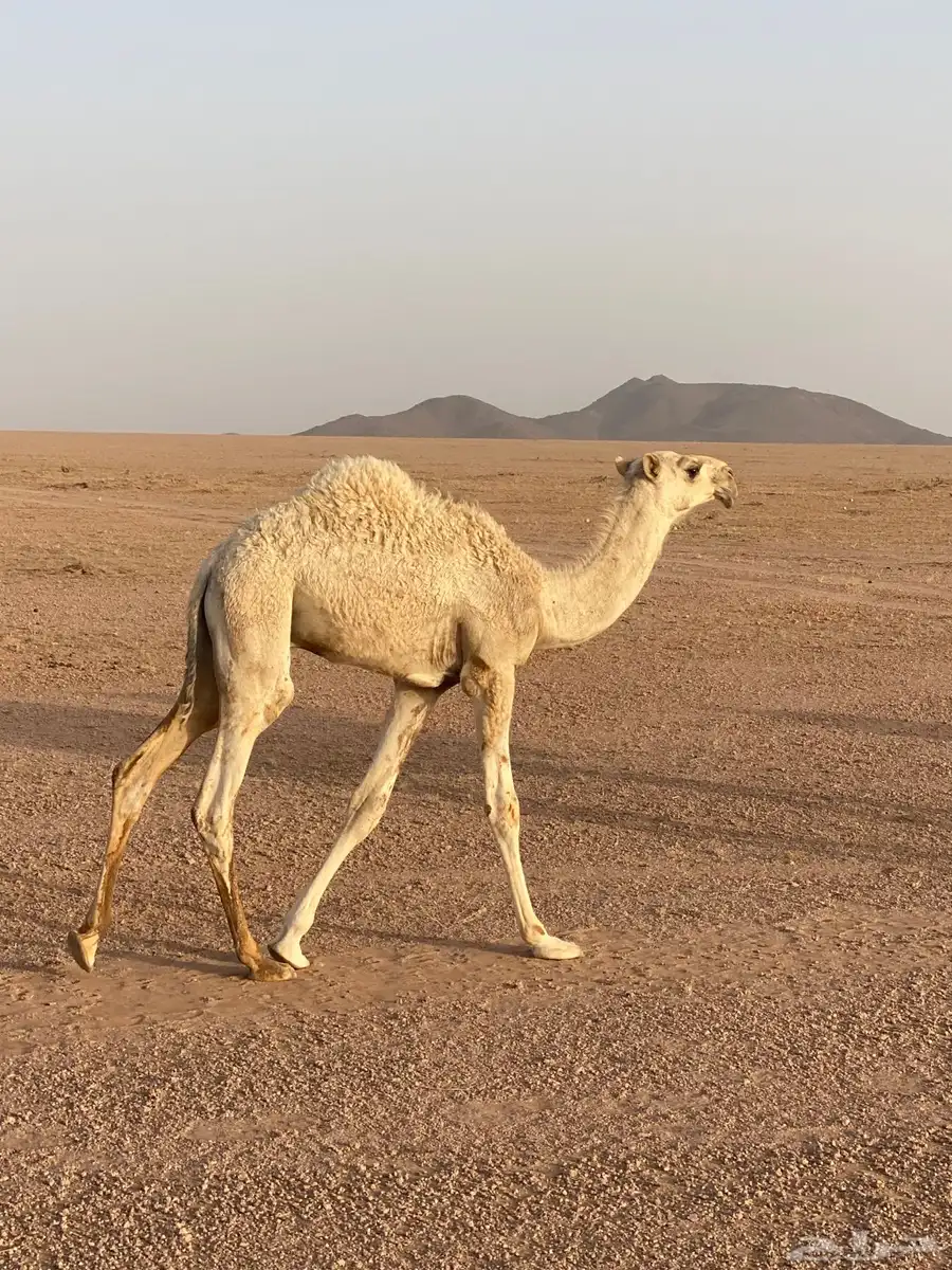 قعدان حليب تحت امهاتهن 2