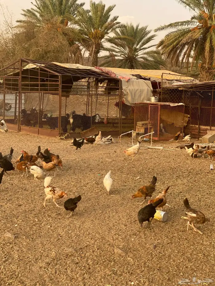 فروخ دجاج للبيع 0
