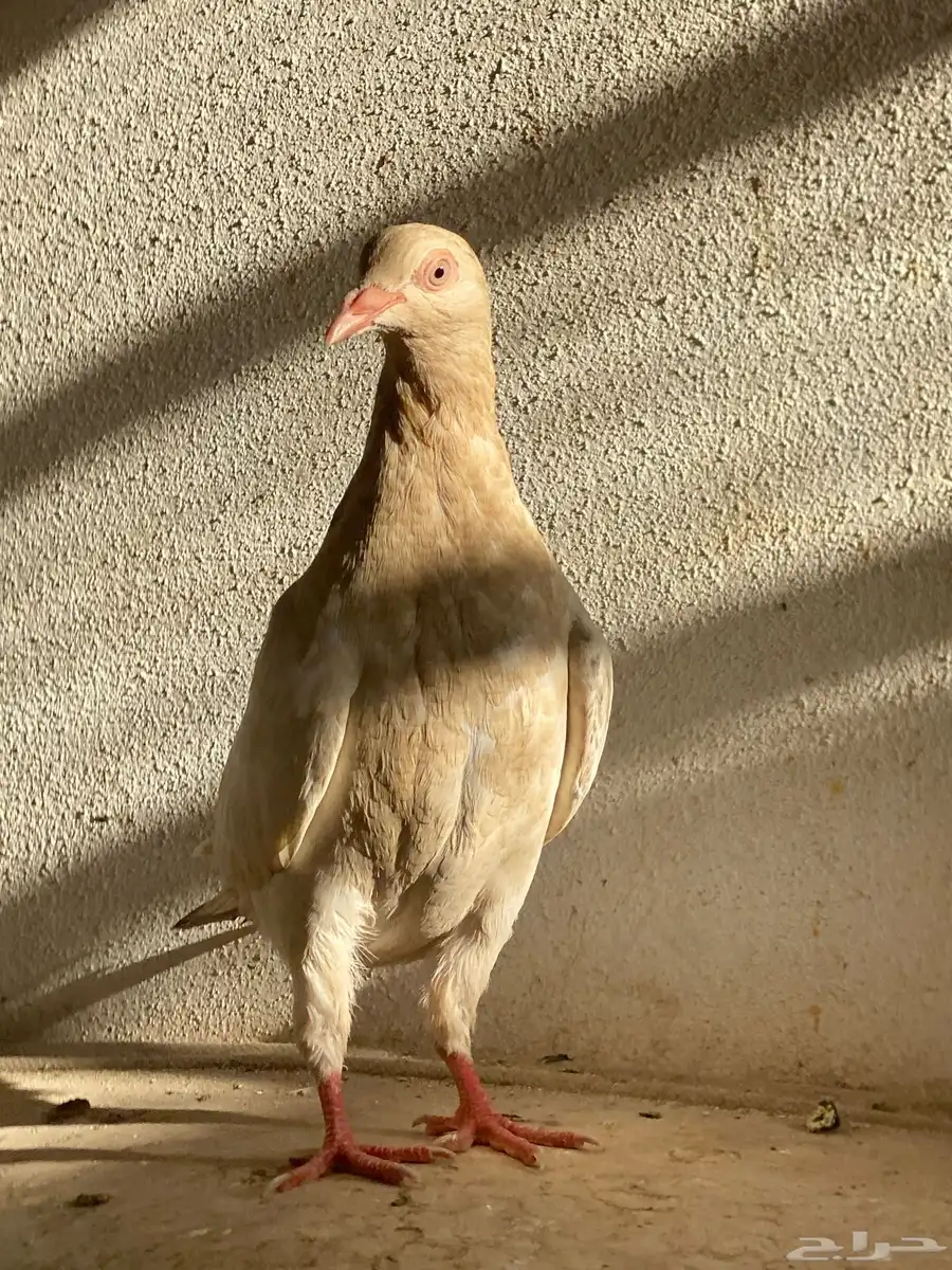 حمام ارانب 4
