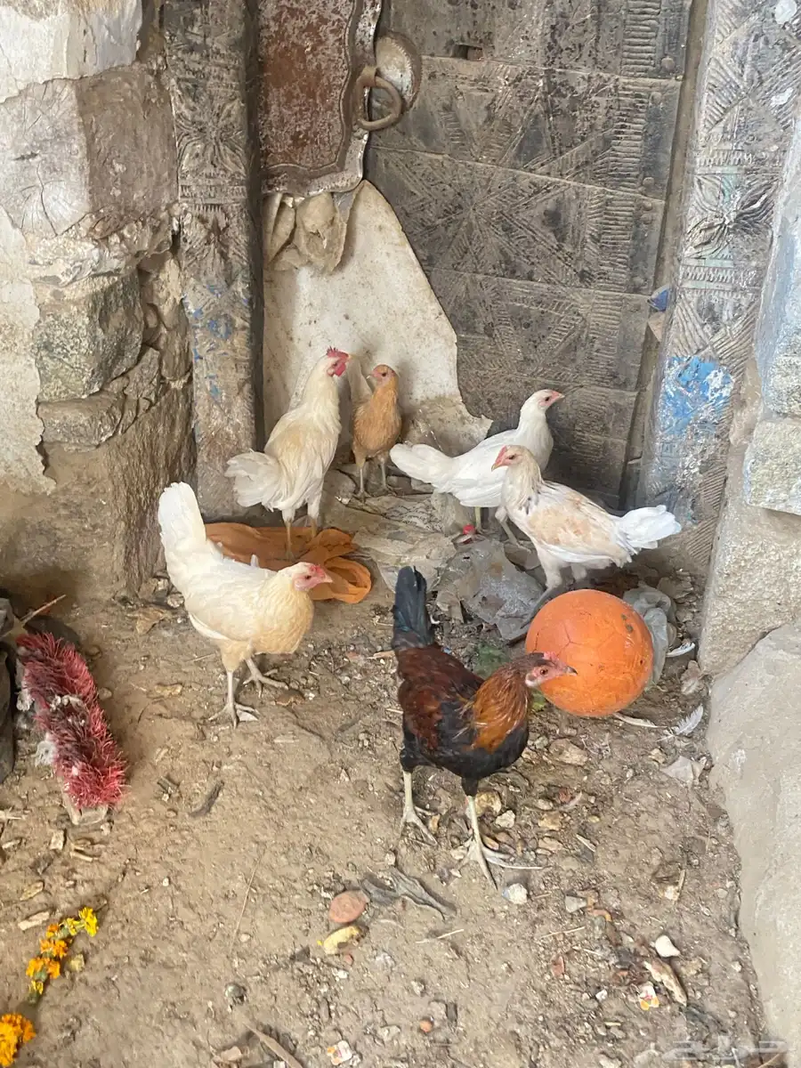 دجاج بلدي 7