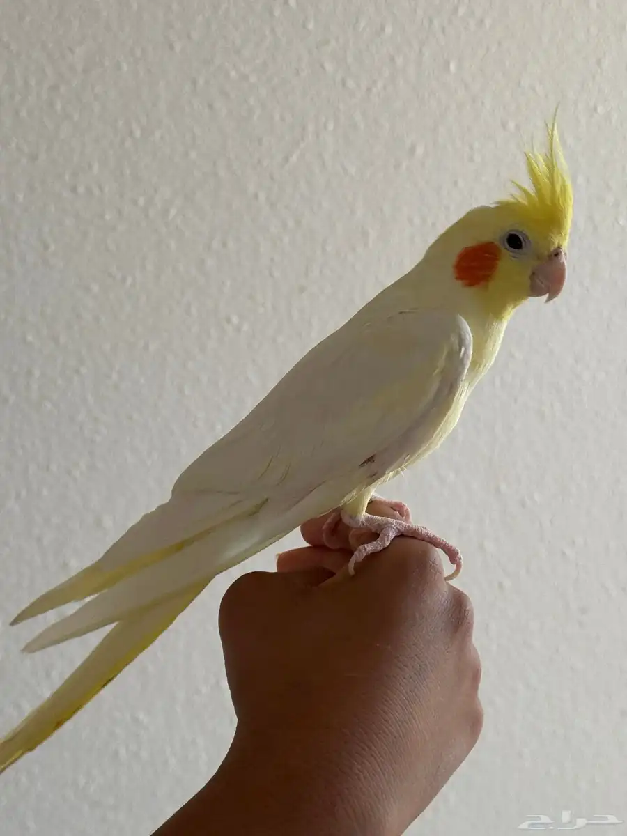 للبيع طير كروان 1