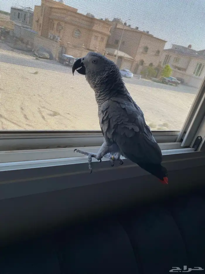 تم البيع الله يبارك للمشتري 0