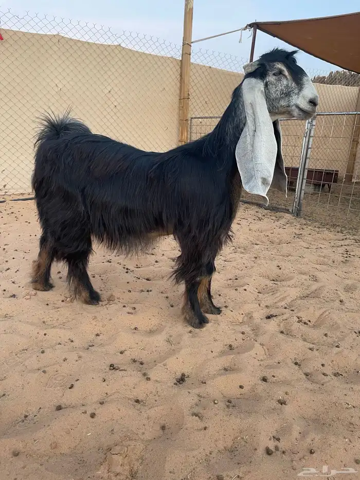 عرض بيع ثنوات عوارض صنف 3