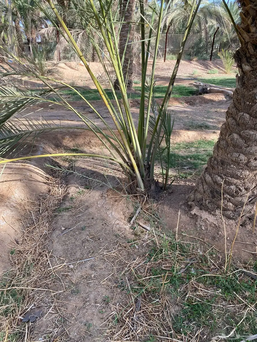 فراخة نخل 1
