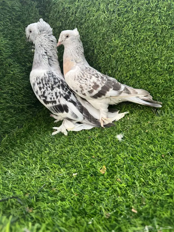 زوج تركي دبل كرست 6