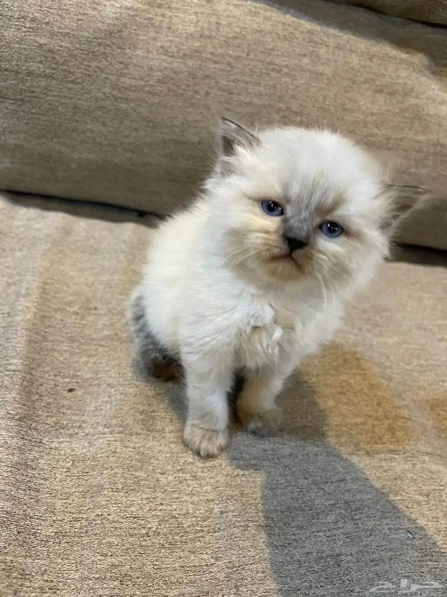 قط شيرازي 0